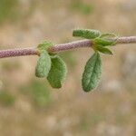 Helianthemum ledifolium Leaf