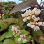 Persicaria microcephalaFlower