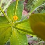 Euphorbia verrucosa Flower