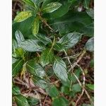 Chassalia gaertneroides Fruto