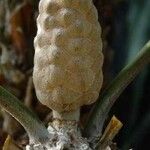 Stangeria eriopus Flor