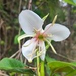 Hauya elegans Flower