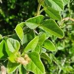 Vigna vexillata Folha