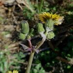 Sonchus tenerrimus Цвят