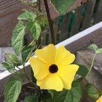 Thunbergia alataŽiedas