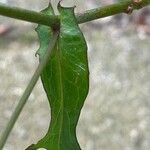 Lactuca muralis Leaf