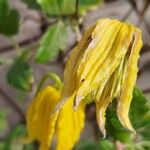 Clematis tangutica Blüte