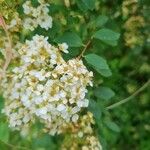 Spiraea L.Flor