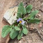 Solanum boliviense Habitus