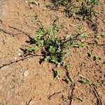 Oxygonum sinuatum Habit