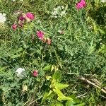 Lathyrus tuberosusFlor