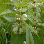 Lamium albumFlower