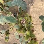 Xanthium orientale List