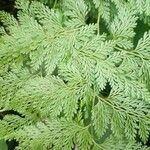 Davallia fejeensis Blatt