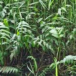 Sium latifolium Hoja
