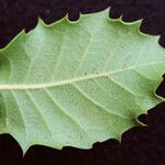 Quercus × auzendei Leaf