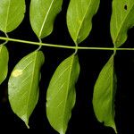 Lonchocarpus guatemalensis Листок