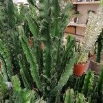 Euphorbia ingens List