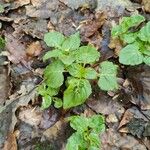 Circaea alpina Blad