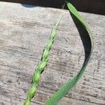 Aegilops ventricosa Mbuma