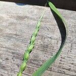 Aegilops ventricosa Fruit