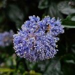 Ceanothus thyrsiflorusBlomma