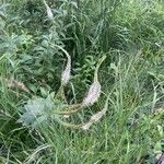 Veronicastrum virginicum Flower