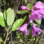 Rhododendron oreotrephes पत्ता