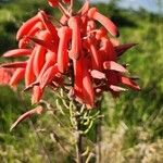 Aloe ellenbeckii Õis