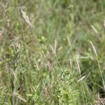 Hordeum secalinum Muu