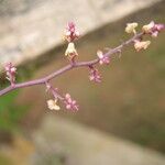 Polystachya ramulosa Flower