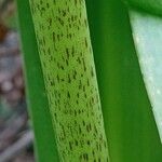 Eucomis pallidiflora Bark