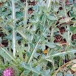 Cirsium acaulon 葉