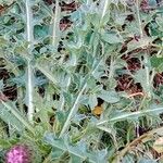 Cirsium acaule Blad