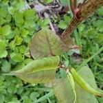 Reynoutria japonica পাতা