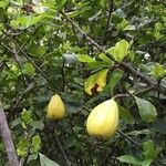 Gardenia cornuta Frucht