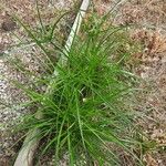 Cyperus eragrostis Habit