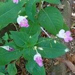 Impatiens balfourii 形态