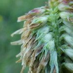 Trifolium montanum Fruit