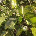 Piper tuberculatum Blad