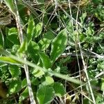 Silene italica Liść