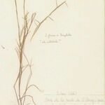 Parapholis filiformis Habitat
