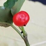 Mitchella repens Fruit
