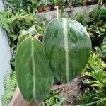 Peperomia maculosa Blad