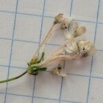 Asperula hirsuta Fleur