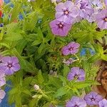 Phlox drummondii Flower