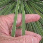 Yucca constricta Blad