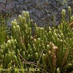 Lycopodium alpinum Habitus