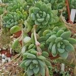 Sedum clavatumDeilen