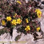 Helianthemum marifolium Buveinė